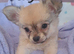 3 boys left Ready to leave now long coat chihuahuas