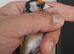 Goldfinch