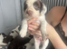 Stunning cocker spaniel puppies