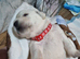 Puppy for sale