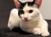 A female kitten is looking for a home.