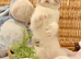 TOP QUALITY TICA REG SCOTTISH/BSH FAWN BICOLOUR GIRL