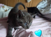 Stunning kittens ready end of June