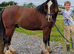 3yr 13.2 heavy set cob