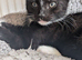 Kittens still looking for their new home***