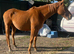 16h tb gelding