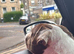 Gorgeous 2 year old female pocket bully