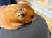 Syrian hamster