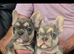 Beautiful French bulldog puppies