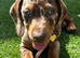 Last 2 Gorgeous Dapple Dachshund Puppies