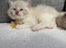 Beautiful ragdoll kittens