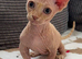 Male bambino Sphynx kitten