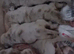 Lilac pups