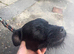 patterdale terrier