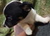 Jack Russell pups