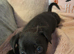 Germanshepard x staffy puppies (Ready)