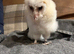 Common bran owlets