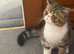 Tabby exotic