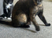 I have 2 kittens ready to leave now wanting there forever loving home