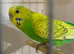 Hen adult budgie