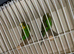 Bush budgies