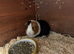 1 adult boy to rehome. Available now