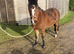 12.3 nf x mare