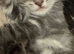 Beautiful Russian Blue x Tabby 8 weeks old fully litter trained