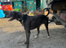 Deer bull grey , 14 months old , working or pet