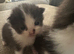 Beautiful kitten