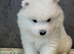 Gorgeous Samoyed babies