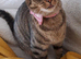 Stunning Cookie is looking for a loving home.