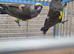 Stunning meyers breeding pair