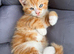 Kittens for sale