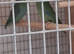 pair of parrotlet