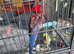 Crimson rosella