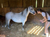 Re available due to a time waster unreg Welsh a mare