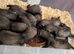 Beautiful, Well-Handled Ferret Kits Looking for Loving Homes!