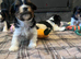 Ready to Go 3 Pure Biewer Terrier for sale
