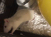 6 female rats for rehoming