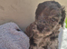 Beautiful f2b cockapoo's