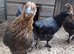 Point of lay coloured egg hybrid hens