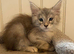 Female mainecoon kitten