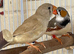 Beautiful young pair of zebra finches