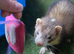 Ferret hob kits