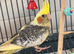 Cockatiel - Hand Tamed Baby - Ready Now