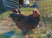 Black laced wynadotte bantam trio