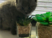 Grey kittens