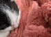 Two female kittens
