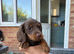 Long haired mini dachshunds